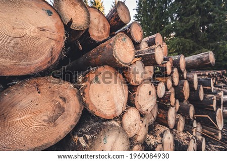 Log spruce trunks pile. Sawn trees from the forest. Logging timber wood industry. Cut trees along a road prepared for removal.