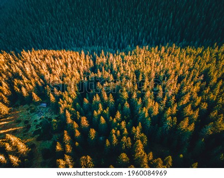 Aerial top view of summer green trees in forest in Slovakia. Drone photography