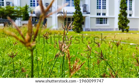 Weeds in the park and garden 