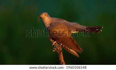 Common cuckoo eating worm on wood in summer evening