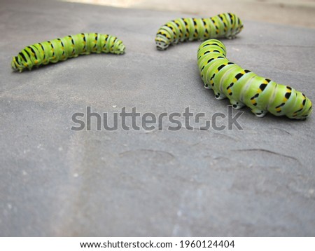 Green caterpillars with black and yellow spots in Florida