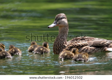 mother duck ( mallard duck, anas platyrhynchos ) with ducklings swimming on lake surface Royalty-Free Stock Photo #196012502