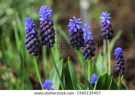 Clusters of tiny bell shaped blue flowers of the grape hyacinth, or  'Muscari latifolium'.  Royalty-Free Stock Photo #1960139407