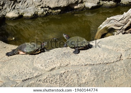 Turtles taking a sunbath on rock near pond. Group turtles in the sun on pond. Aquatic turtles resting on a rock out of the water