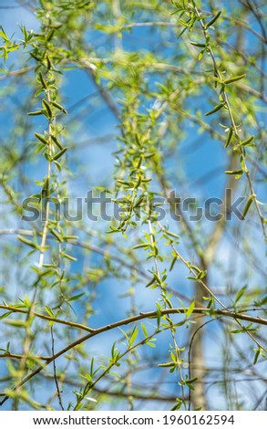Easter natural texture. Green fresh branches of willow tree against blue spring sky
