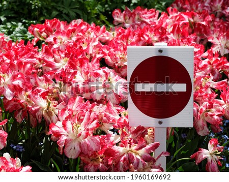 Stop sign among the white-red tulips with open petals indicating one way path in the garden