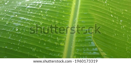 wet banana leaves during the rainy season