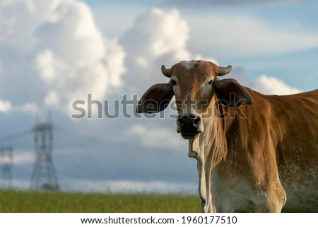 head of brown nelore cattle with space for text