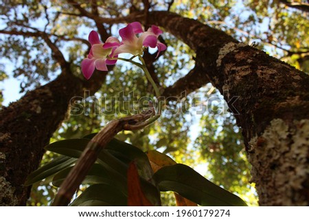Pink orchids growing among the trees