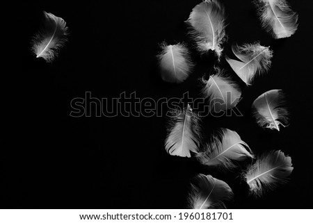 Creative black background with white feathers. Abstract backdrop of swan feathers. Minimal concept.