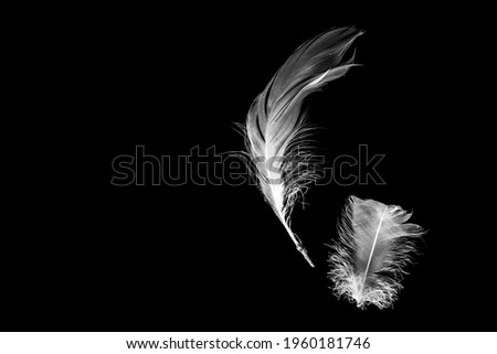 Creative black background with white feathers. Abstract backdrop of swan feathers. Natural backdrop. Copy space. Minimal, styled concept for bloggers.