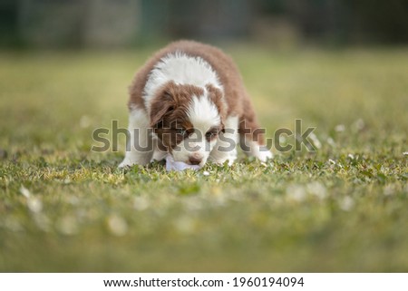 Cute australian shepherd puppy in the grass outside