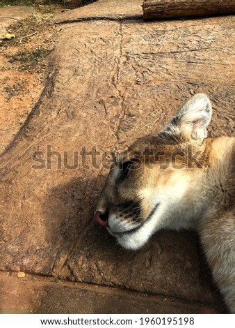 Mountain Lion Cub laying down