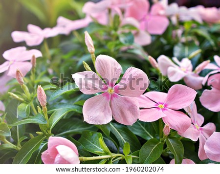 Gently pink flower Periwinkle Madagascar ,Catharanthus roseus  flowering plants in garden with sunlight ,soft selective focus ,delicate dreamy of beauty of nature and blurred background ,copy space  Royalty-Free Stock Photo #1960202074