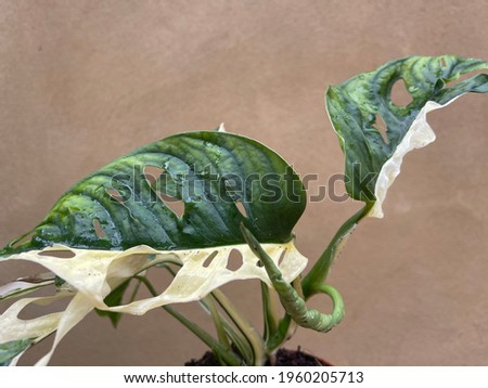 variegated monstera adansonii  plant rare aroid