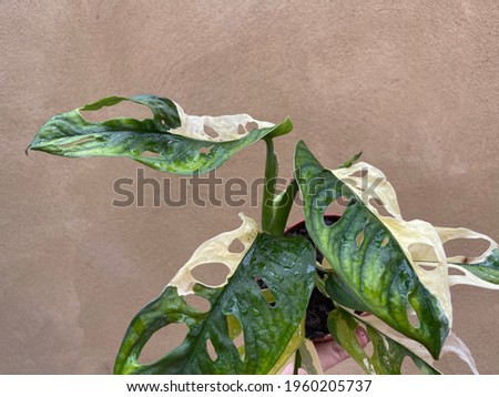 variegated monstera adansonii  plant rare aroid