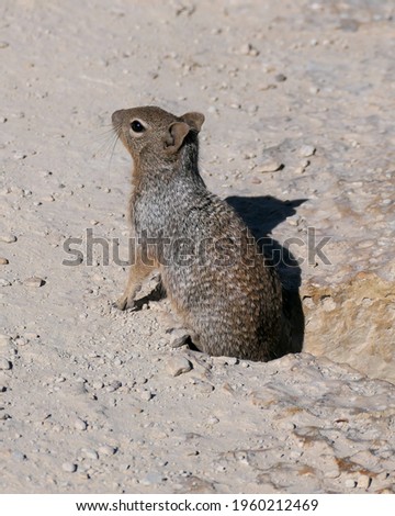Cute but Fiercely Brave! Rock Squirrel at Grand Canyon National Park in Arizona. 