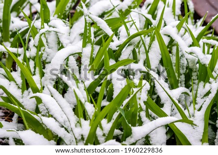 Different plants covered with the snow in the springtime  