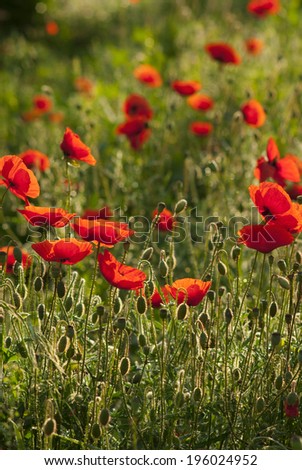 poppy flowers blooming early morning