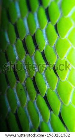 Macro-photography Asian vine-snake skin,
Scientific name: Ahaetulla, is a green snake commonly found on tree branches and green leaves.