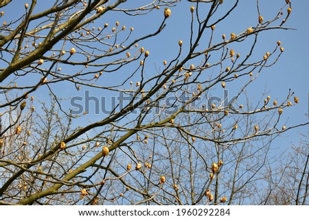 Early spring view of tree branch buds