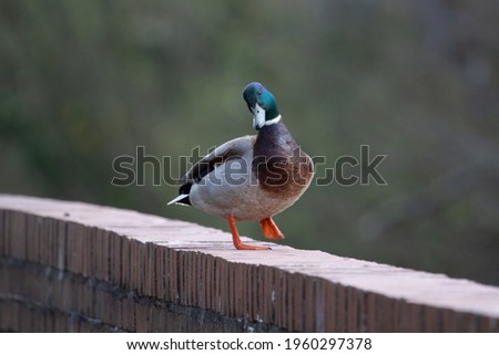 a single male Mallard duck (Anas platyrhynchos) standing with one foot raised on top of a brick wall with a natural green background
