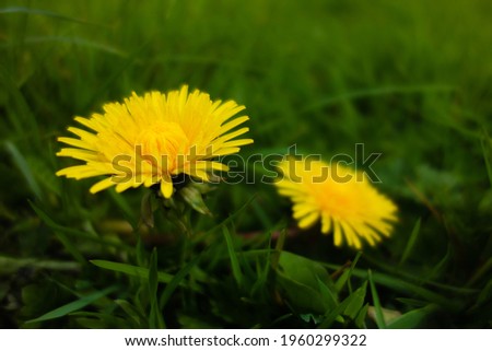 bright yellow Dandelion (Taraxacum officinale) flowers isolated on a natural green background