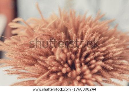 Beautiful creamy brown colour dried grass in flower vase in home, living, meeting room or hotel, The decoration is simply, giving a comfortable feel​ing and clean, Selective ​focus.​