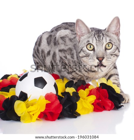 Bengal cat with german soccer equipment