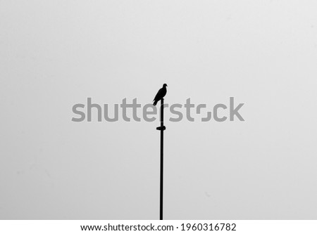 Bird sitting on a stick in the morning