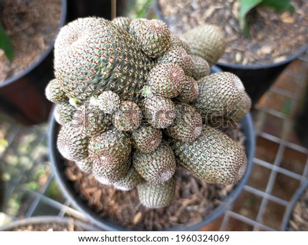 Various interesting cactus plant variants.