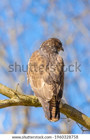 Buzzard in the forest. Sitting on a branch of a deciduous tree in winter. Wildlife Bird of Prey. Detailed feathers in close up. Blue sky behind the trees. Wildlife scene from nature, seen from behind