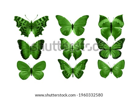 Green butterflies isolated on white background. tropical moths. insects for design.