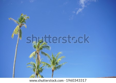 Coconut tree with clear blue sky