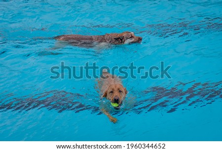 View of Labrador retriever dog swimming toward camera with tennis ball in his mouth; another dog in background