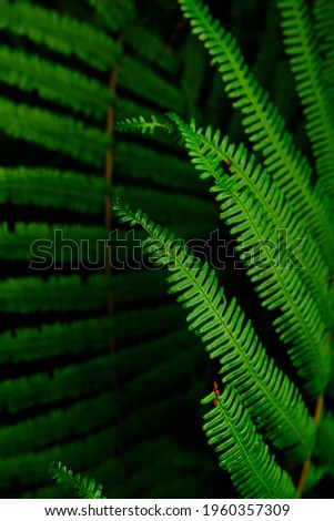 Image of green fern in Melaka, Malaysia.