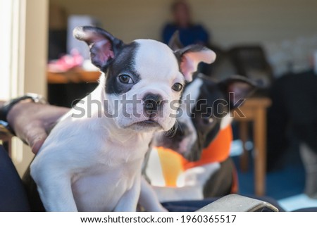 A cute Boston Terrier puppy sitting on a lap looking at the camera. Another Boston Terrier dog is behind her. They are outside in front of the interior of a garden summer house.