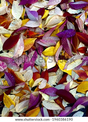 Fall leaves with rain drops