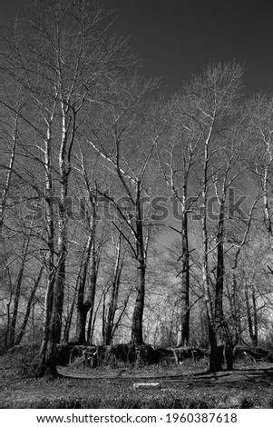 black and white landscape of trees, silhouettes of trunks and branches against the sky. art photography of nature. minimalism and simplicity