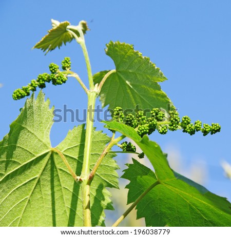 Young shoots of grapes with gentle blue background