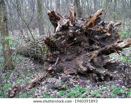 A Tree is Broken by the Wind. Lying tree stumps in the forest