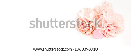 Banner with pink delicate carnation flower on white background with copy space, text place. Symbol of love. Celebration certificate. Business card. Flower shop advertising. Mockup, Happy woman day.