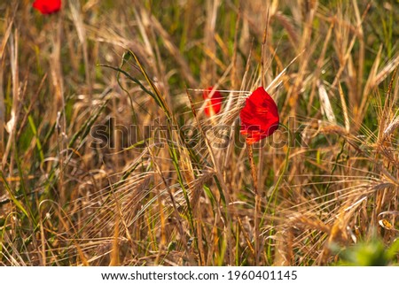 Flowers of red poppies among ripe ears of wheat close up