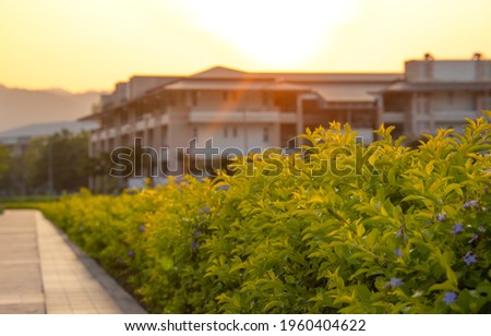 Scenery of buildings and footpath with a green bush on sunset.
