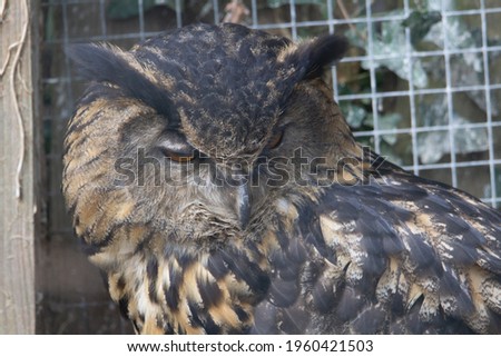 head and shoulders of an Eagle Owl (Bubo bubo) with a fence and leaves in the background