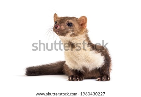 Beech marten looking away, isolated on white Royalty-Free Stock Photo #1960430227