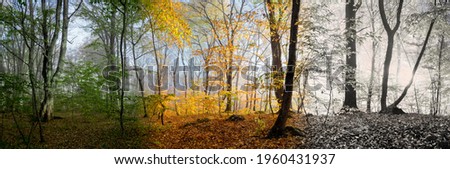 Beautiful morning scene in the forest, wood panorama changing seasons