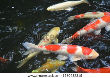 Fish. Decorative fish colored bright and beautiful colors