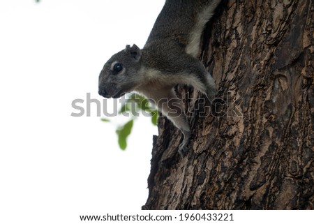 A cute little squirrel perched on the tree Curious eyes Climb the trees in the park Friendly to humans