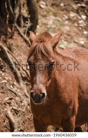 A brown colour horse standing.